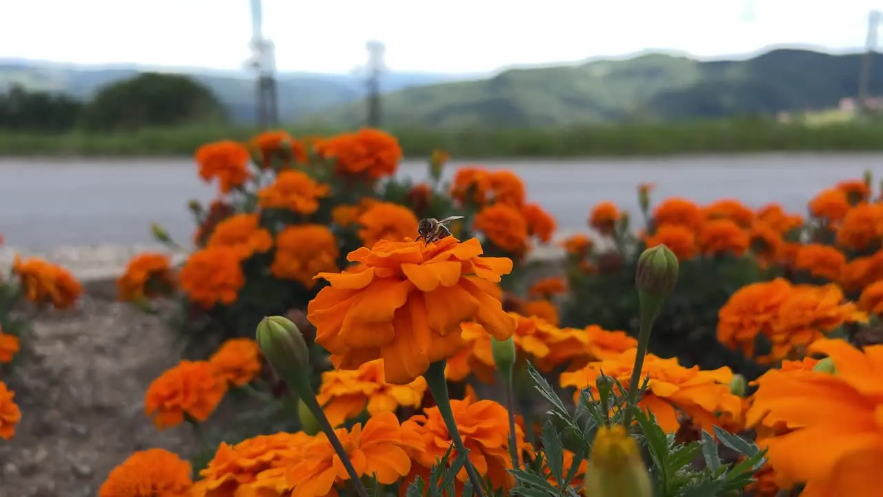 Bee flying over an orange marigold flowers and collecting nectar and pollen from the flowers close up