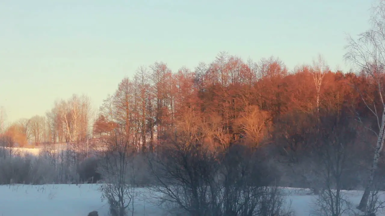 Winter landscape Golden colored trees in winter forest covered with snow