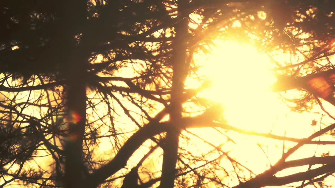 Branches silhouette at sunset Nature background Backlight tree branches