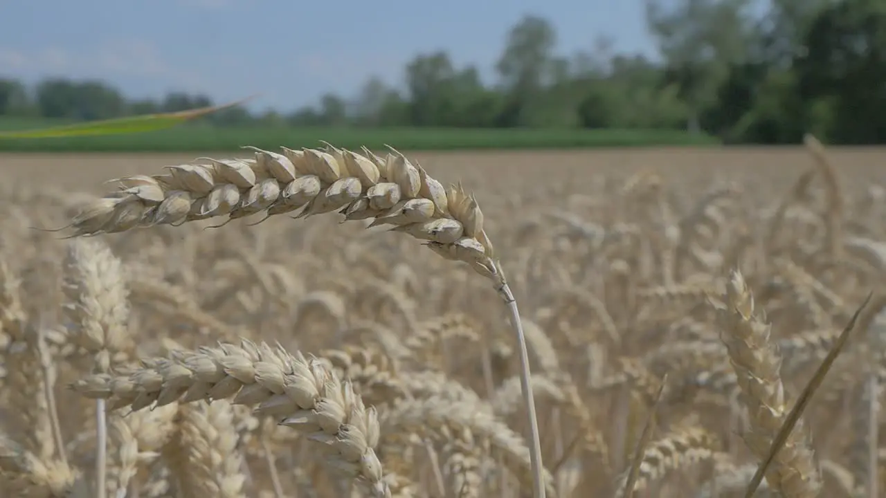 Close up shot of wheat field with crops and grains on field during sunny day