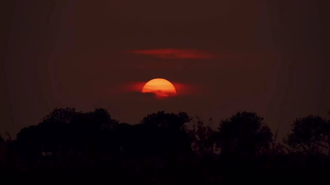 Scenic red sunset sun on cloudy evening silhouetted trees in foreground static