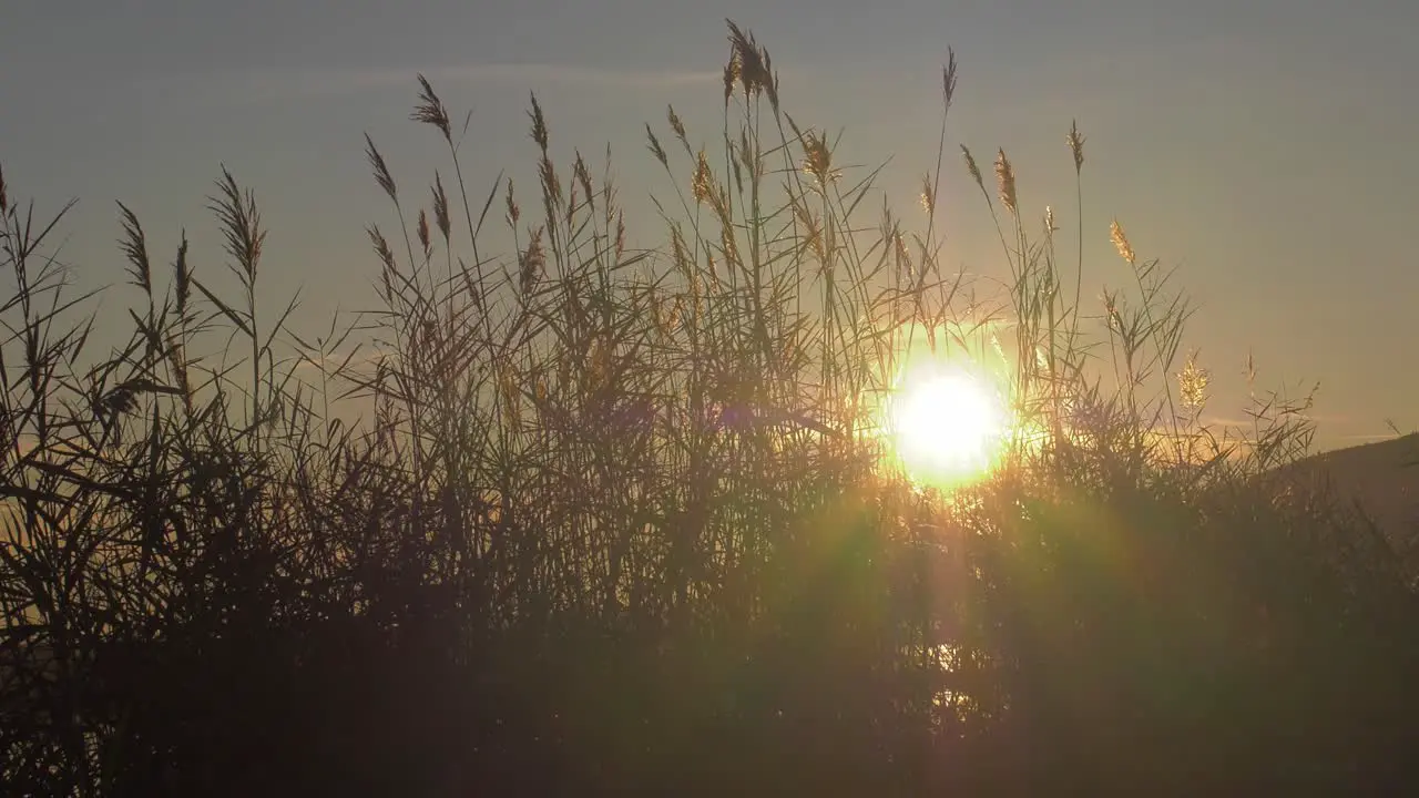 Sun rising through marsh reeds