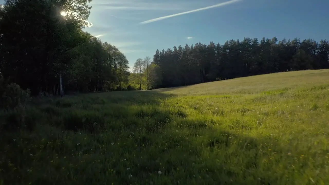 Low shot close to grass with peaking sun rays between trees