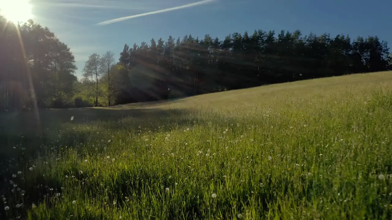 Low flying shot close to grass with peaking sun rays between trees