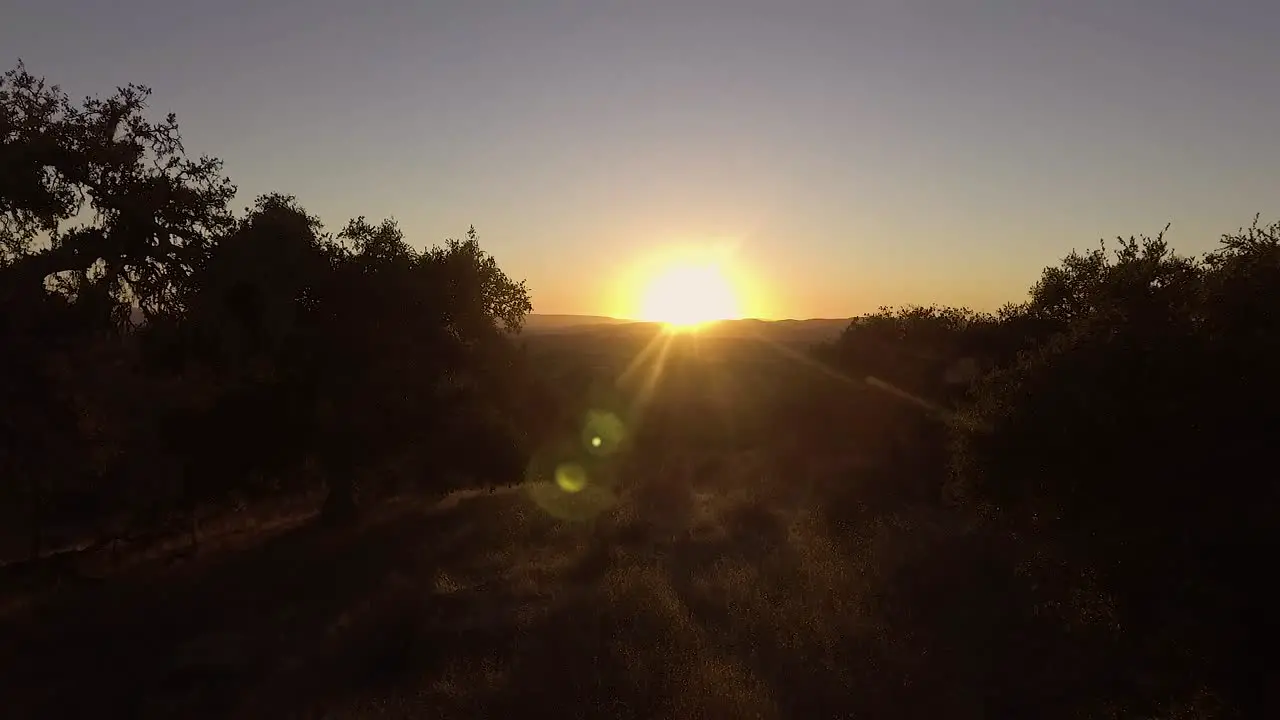 Beautiful dolly through silhouetted trees revealing orange sunset