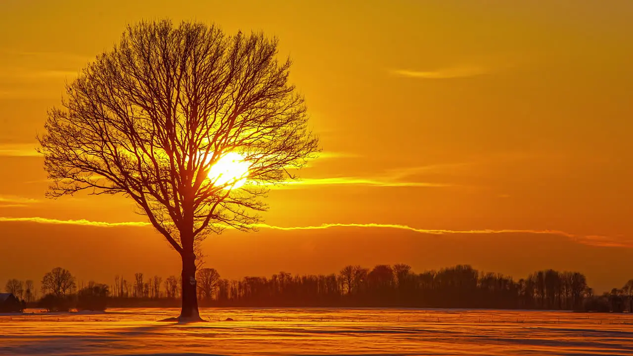 Majestic Yellow Sunset Setting Behind Silhouette Of Tree With Orange Sky Background On Winter Landscape