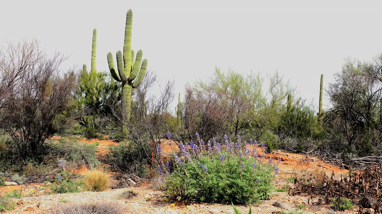 Arizona Desert View And Saguaro