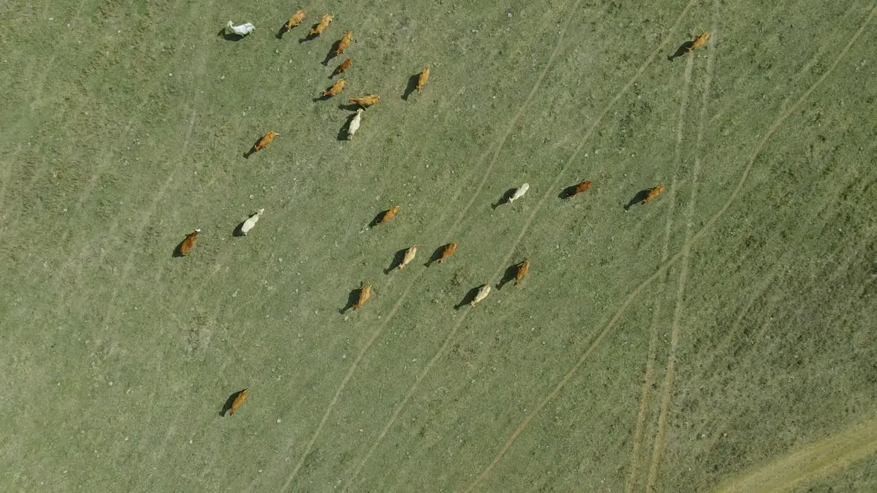 4k aerial top down view of some cows eating grass on a green field