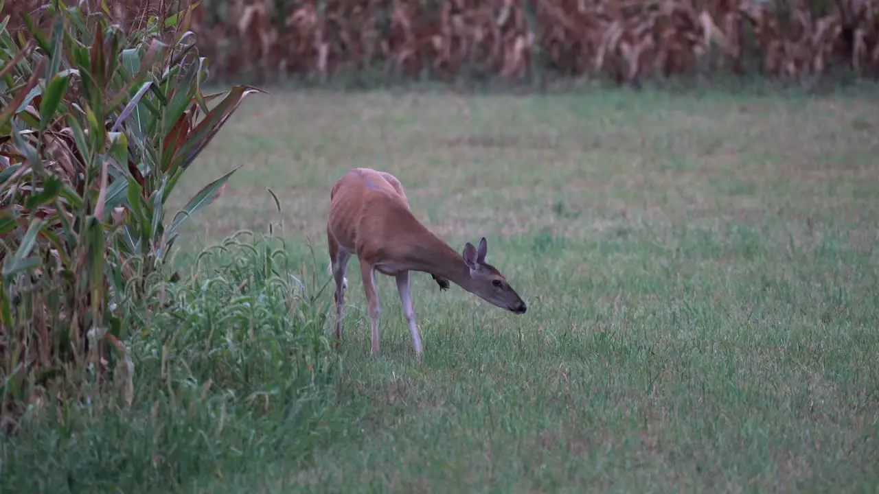 A yearling white tailed deer standing in a field of grass beside a cornfield