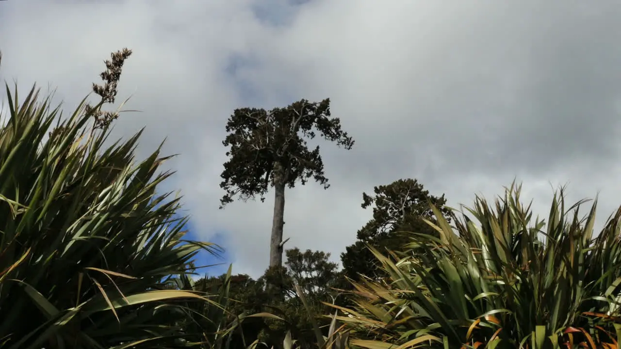 New Zealand Catlins Podocarp Tree