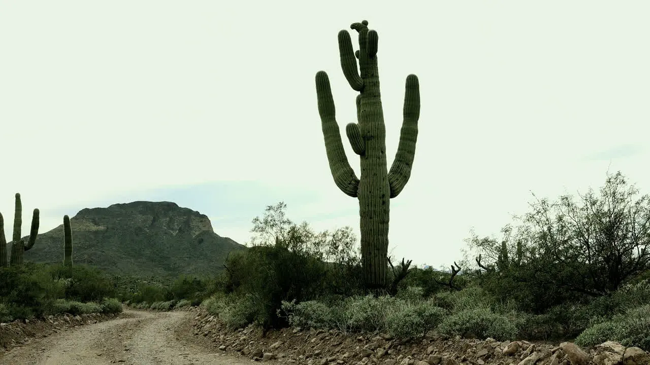 Arizona Giant Saguaro Cactus