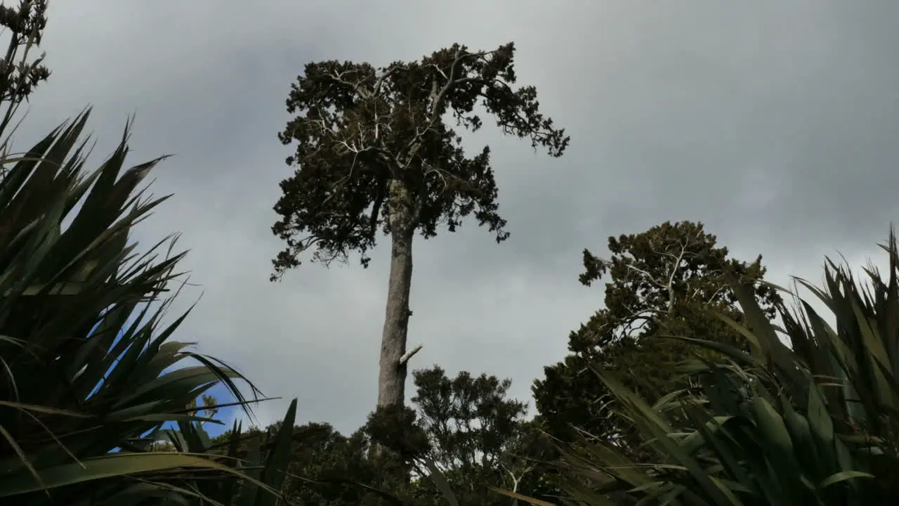 New Zealand Catlins Podocarp Tree Against Cloud