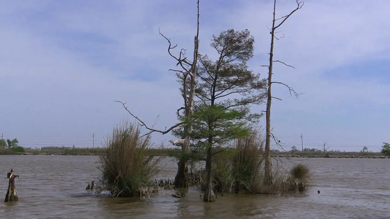 Louisiana Cypress Trees Rise From Water