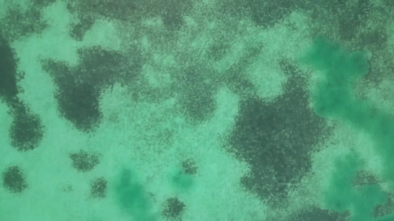 Drone view in Belize flying over caribbean dark and light blue sea top view shallow water coral reef and a boat