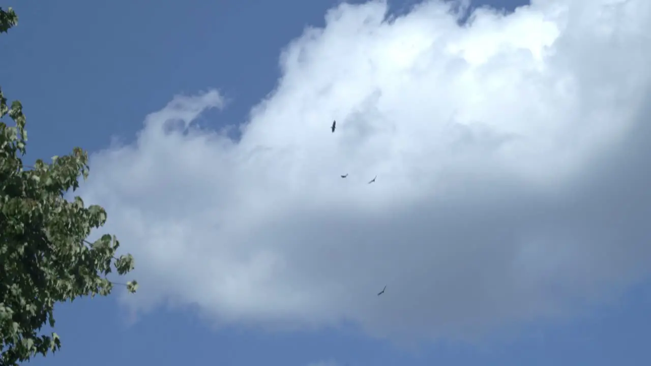 A slow motion shot of multiple Red-Tailed Hawks as they ride thermals coasting against a cloudy blue sky in a wide angle shot