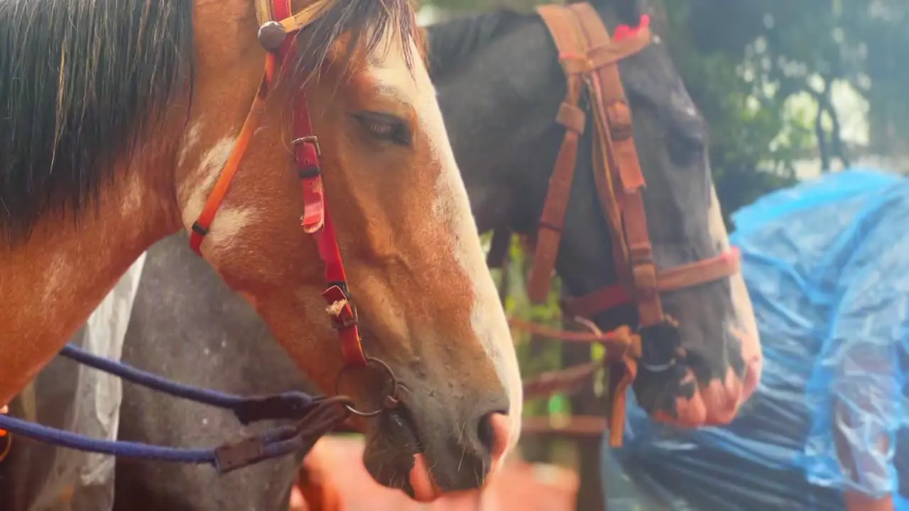 Feel the exhilaration as a powerful horse takes a long majestic run its breath visible in the crisp air