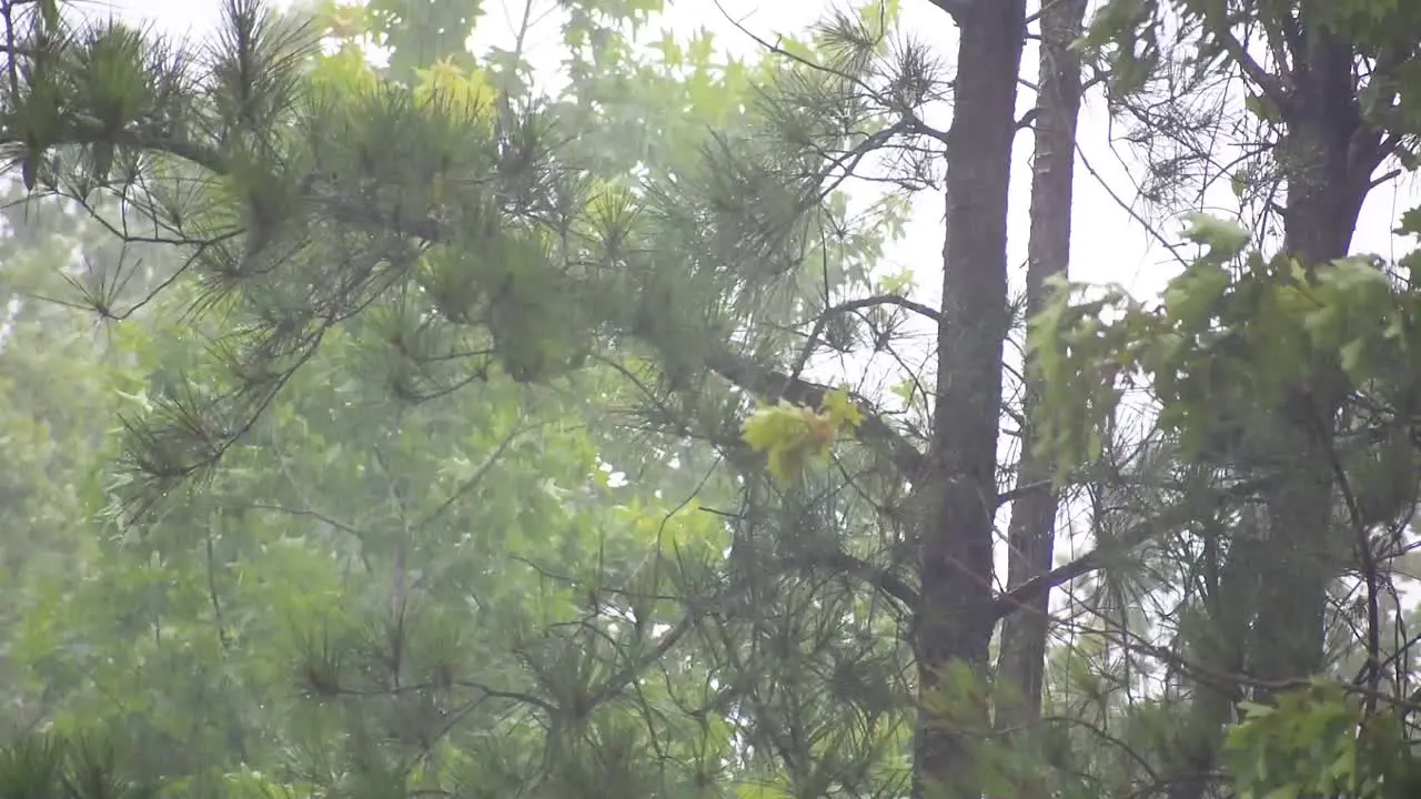 Trees blowing in wind during storm-2