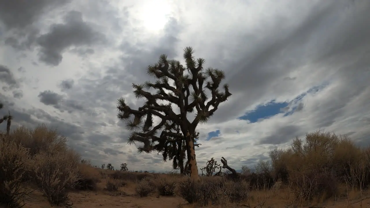 A Joshua tree stands tall in the Mojave Desert landscape with a dramatic stormy cloudscape overhead during a light rain static time lapse