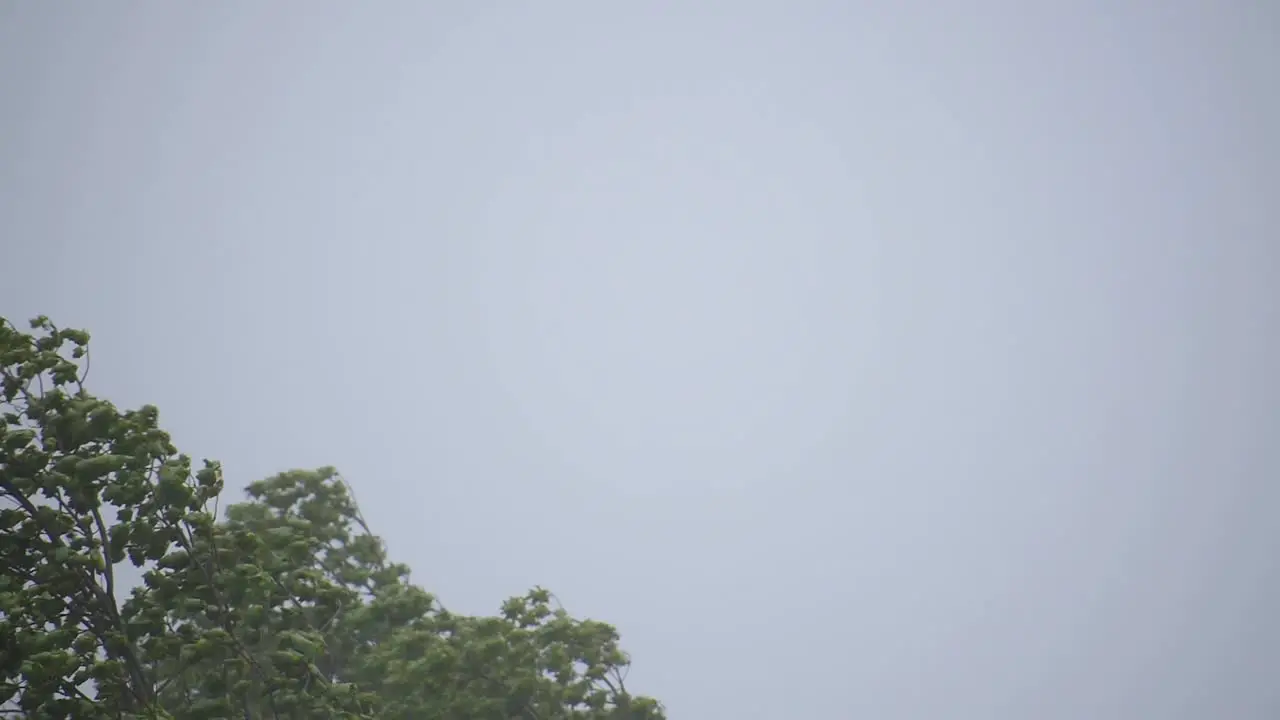 Trees blowing in wind during storm-1