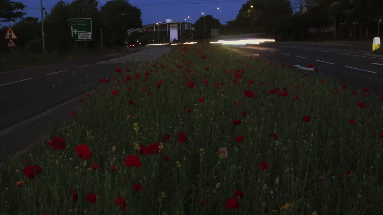 Urban view of central reservation covered in wild flowers with traffic travelling in opposite directions