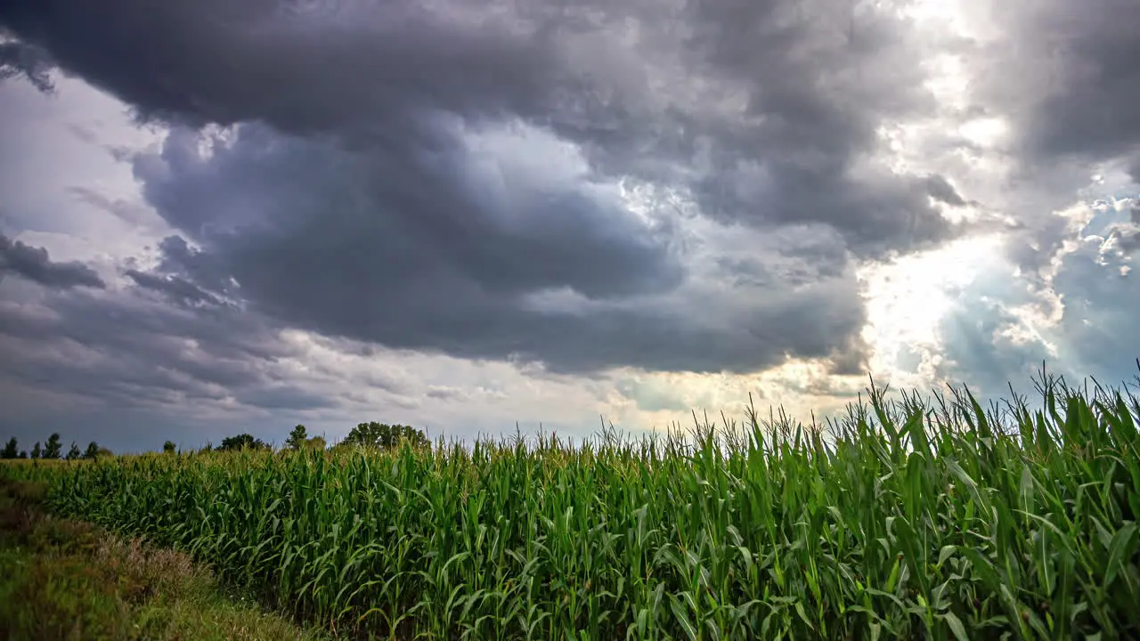 Massive rain clouds flowing above corn field time lapse view