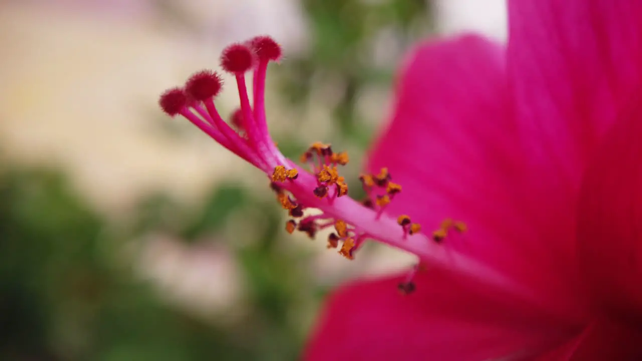 Hibiscus Flower Macro Moving in Breeze with Pollen Grains Visible and Blurred Background