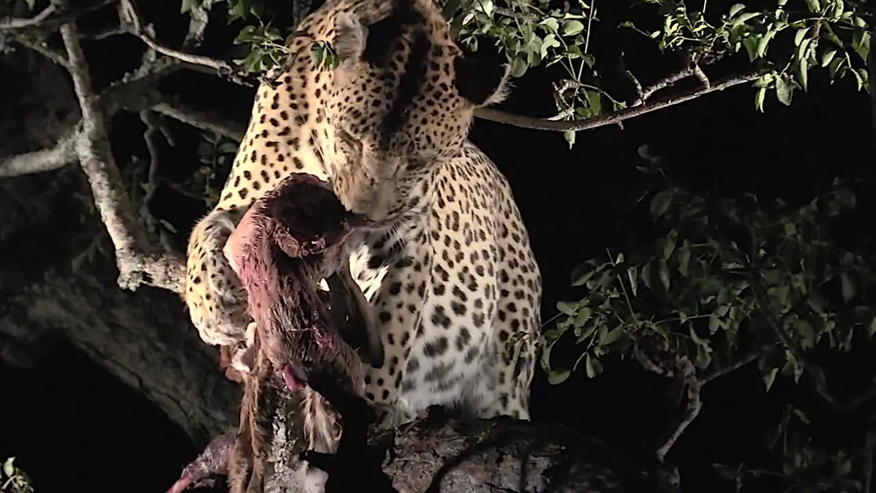 Wild Leopard feeding in tree at night