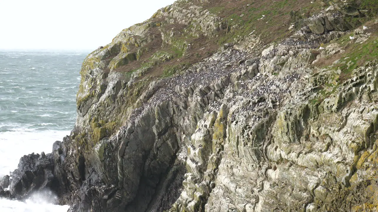 Puffins Nesting On Cliffs Above The Ocean In Wales