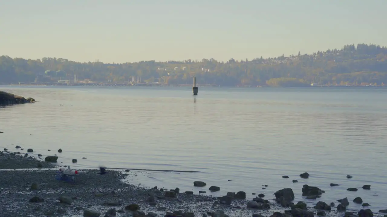 A seagull walks across shoreline with calm waves and scattered rocks