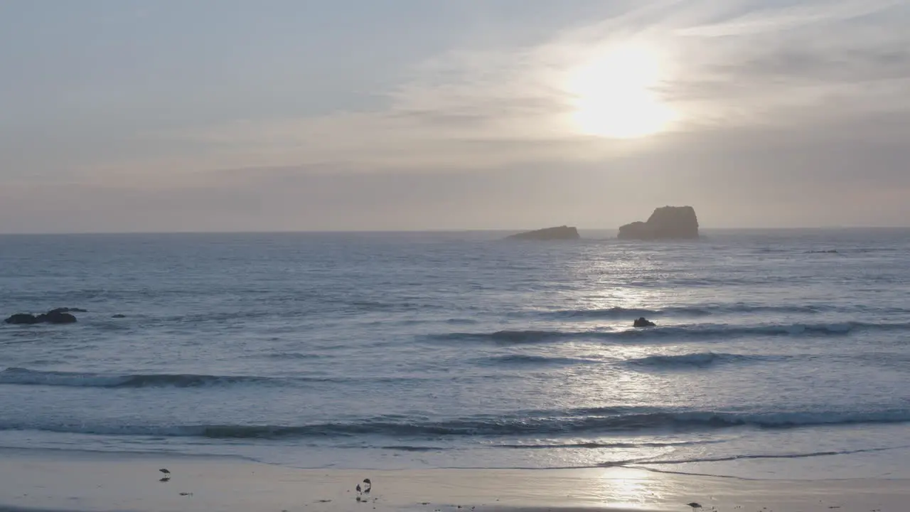 Stationary shot of seagulls walking along the beach with sunsetting in the background of Elephant Seal Vista Point Beach