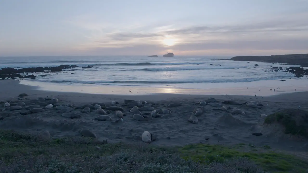 Panning shot of Elephant Seals laying on the beach located at Elephant Seal Vista Point Beach at sunset