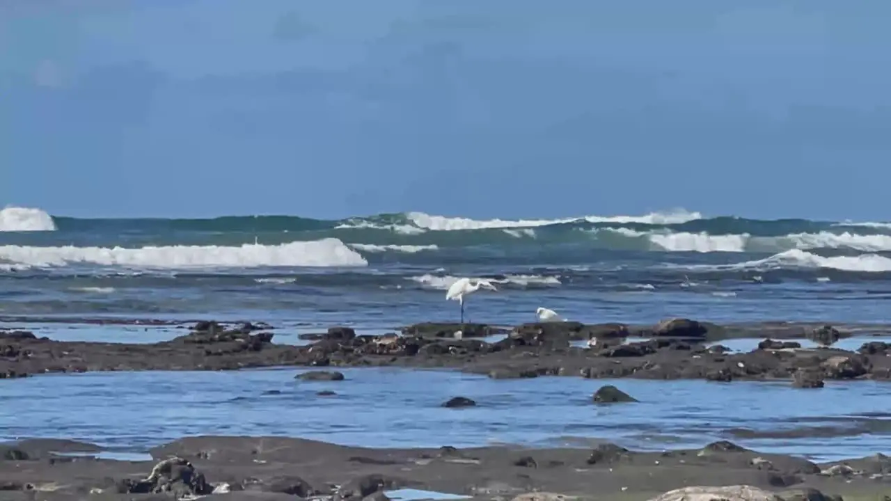 Two White Cranes fishing in the tide pools with beautiful waves breaking in the background