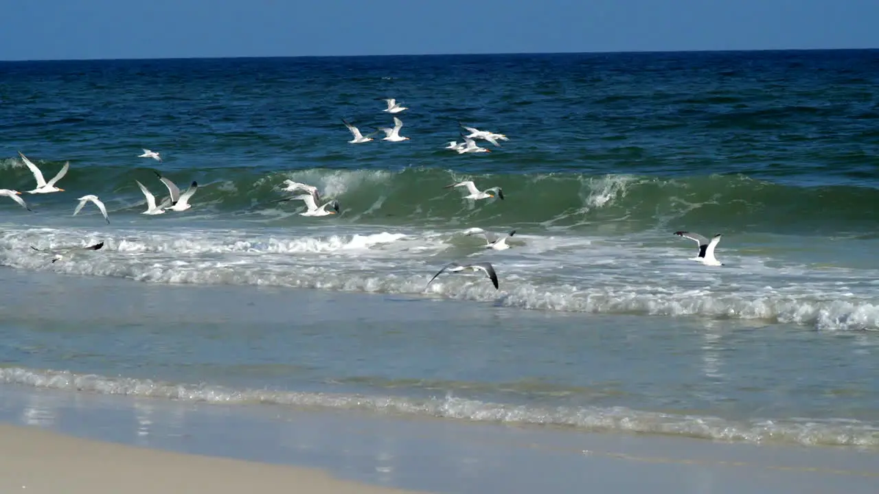 Seagulls flying over crashing ocean waves