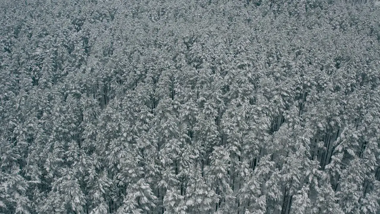 Aerial view of woods covered with hoarfrost and snow