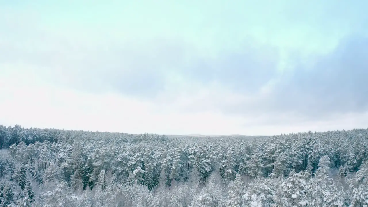 Close-up view of winter beautiful landscape with trees covered with hoarfrost and snow while drone flies away