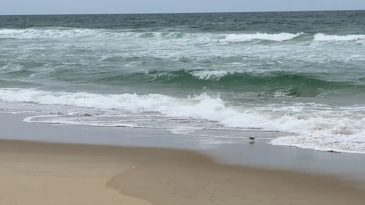 Sanderling birds hunting along the beach in Nag's head on the Outer banks in North carolina