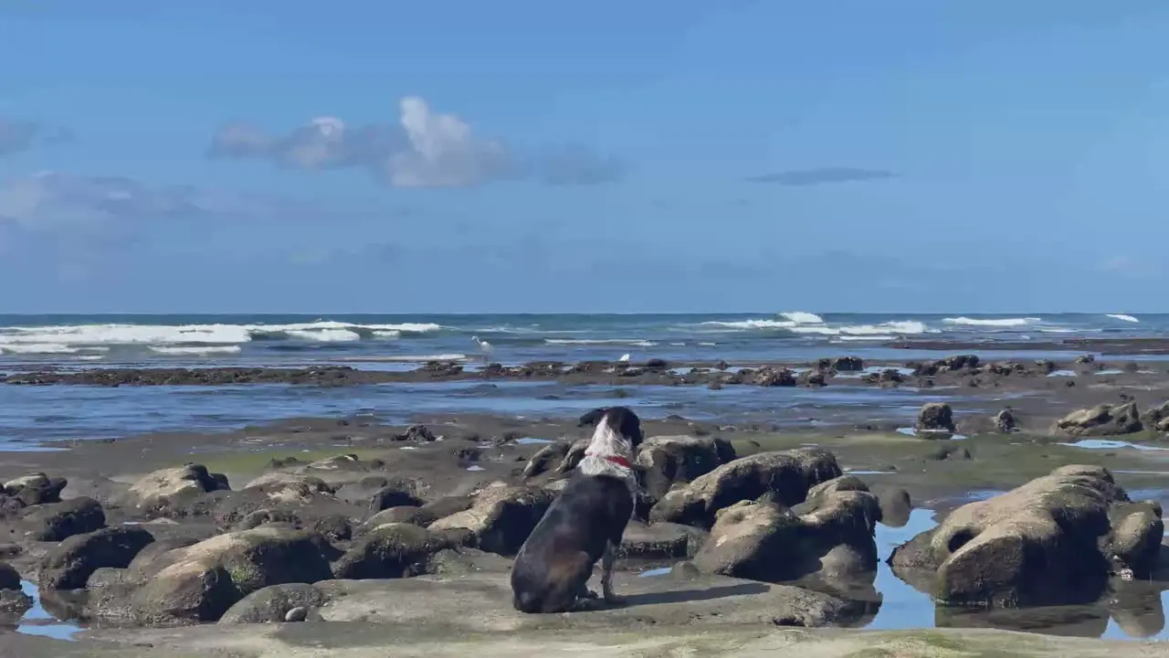 Dog watching two White Cranes fishing in the tide pools with beautiful waves breaking in the background