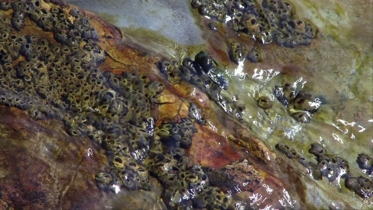 Ocean Waves Wash Over Rocks In A Tide Pool (Loop)