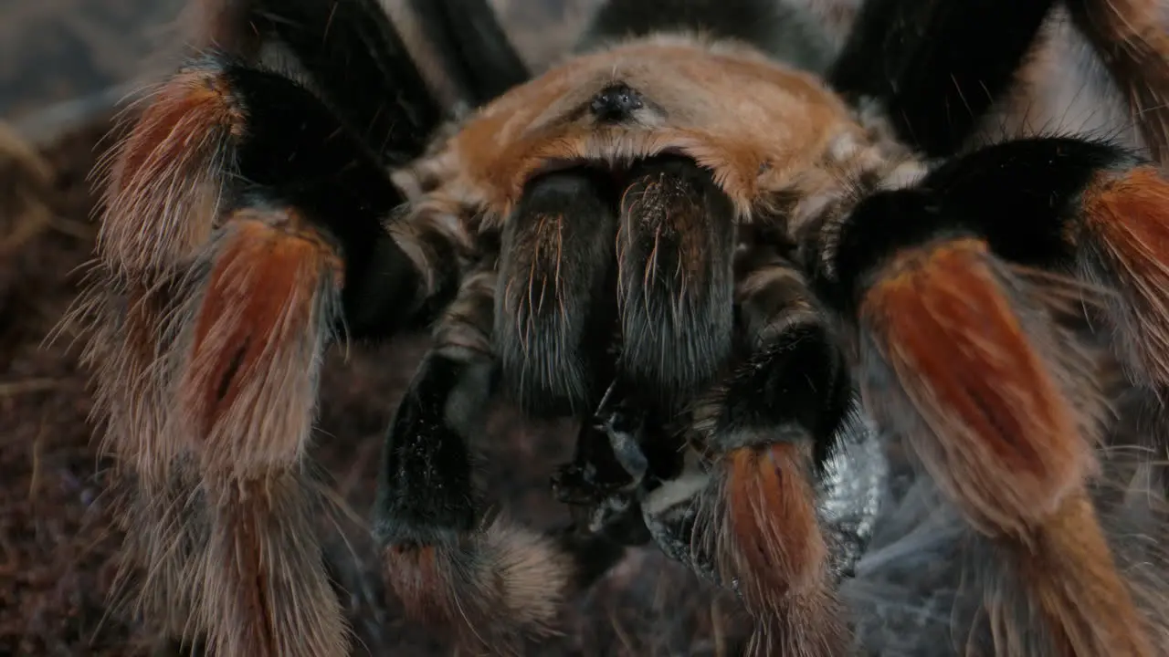 Tarantula spinning web around his prey