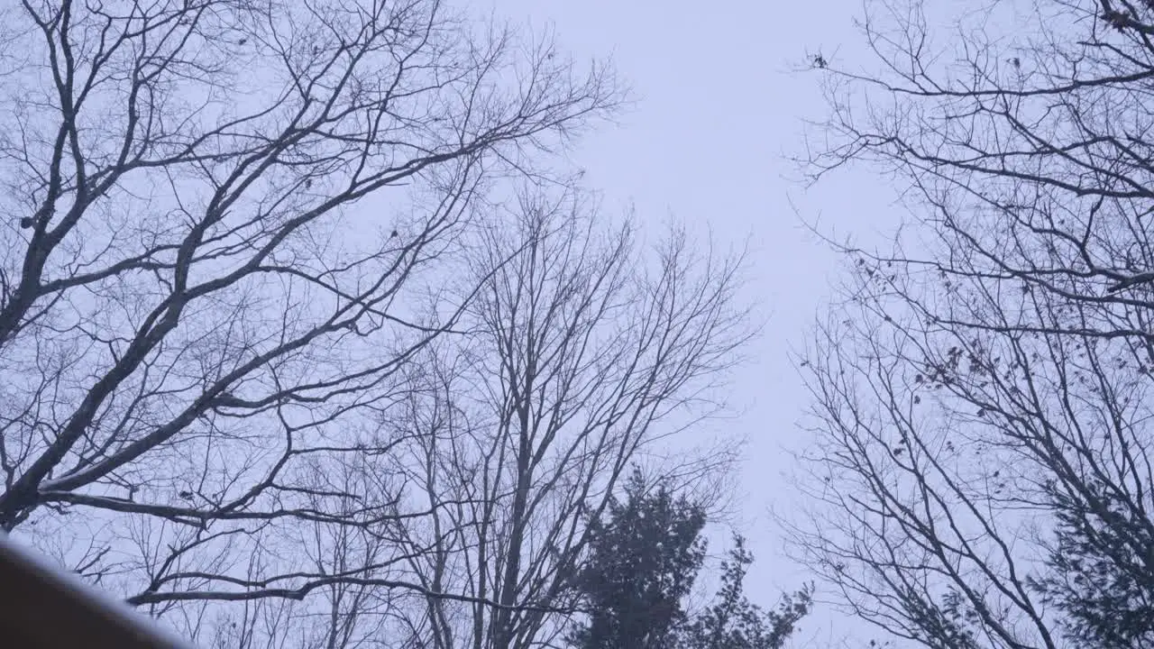 Bare trees in the dead of winter during a flurry