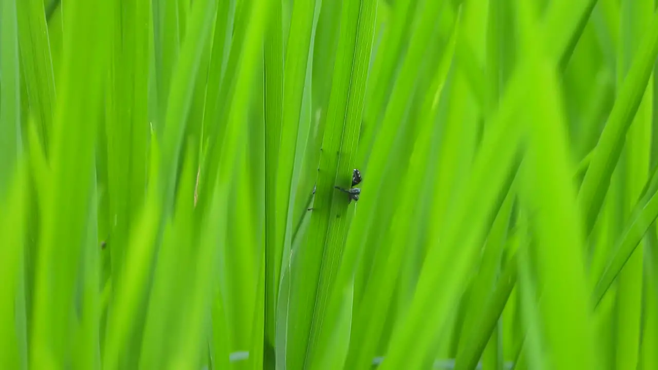 Spider making web green 