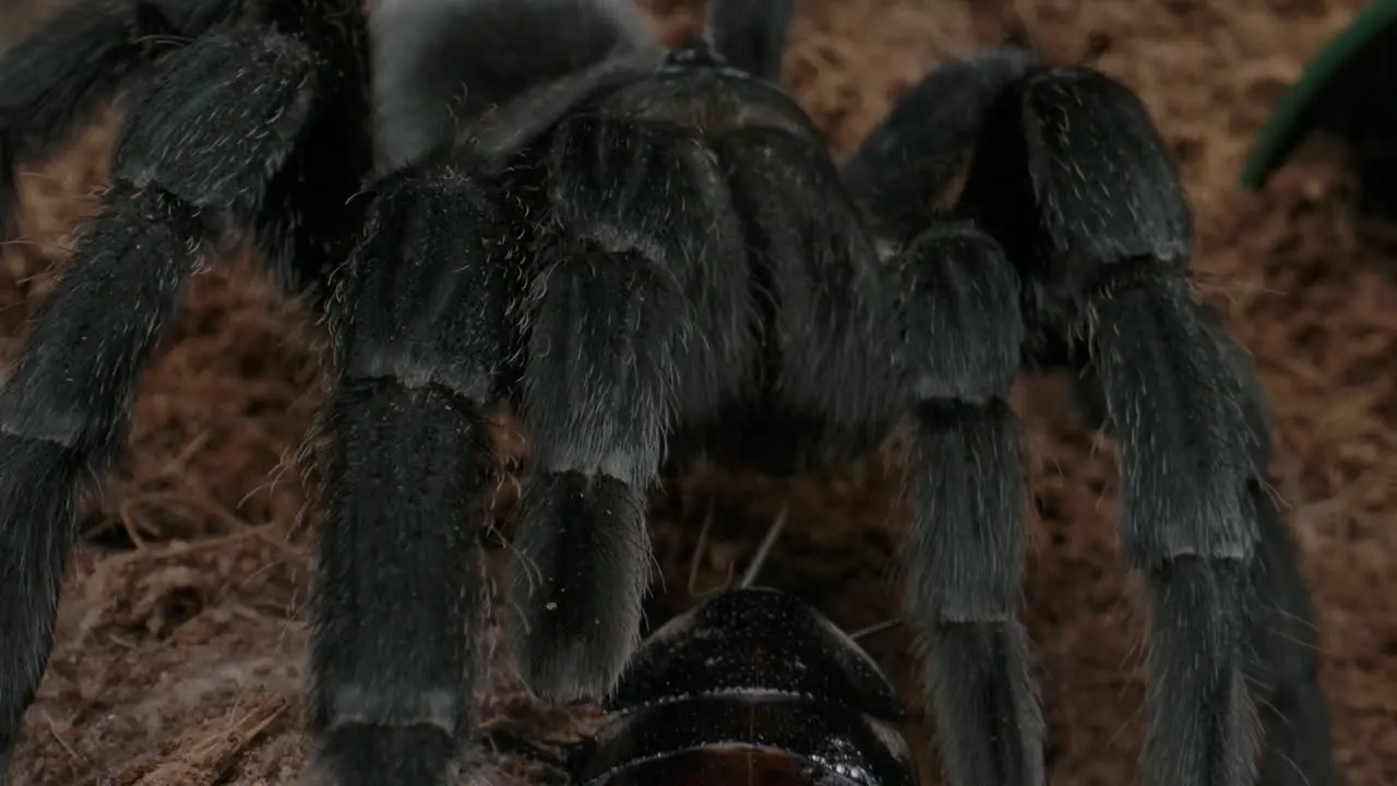 Tarantula eating a cockroach on forest floor