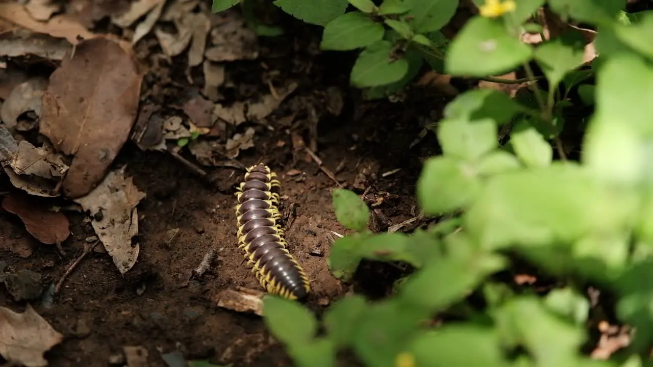 Close up view of a yellow-spotted millipede crawl on the ground static