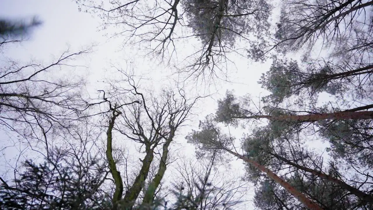 Scary Mystical Trees In Creepy Forest