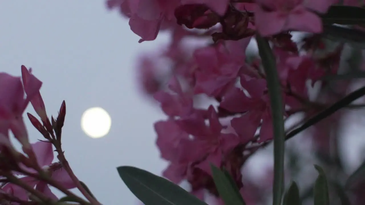 Close up on wild flowers on the road with full moon and road light in the blurry background 120fps