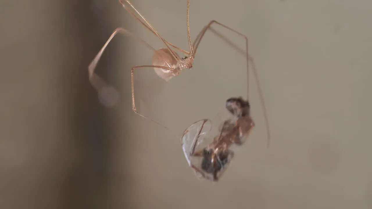 Cellar Spider Wrapping Prey Ant With Silk