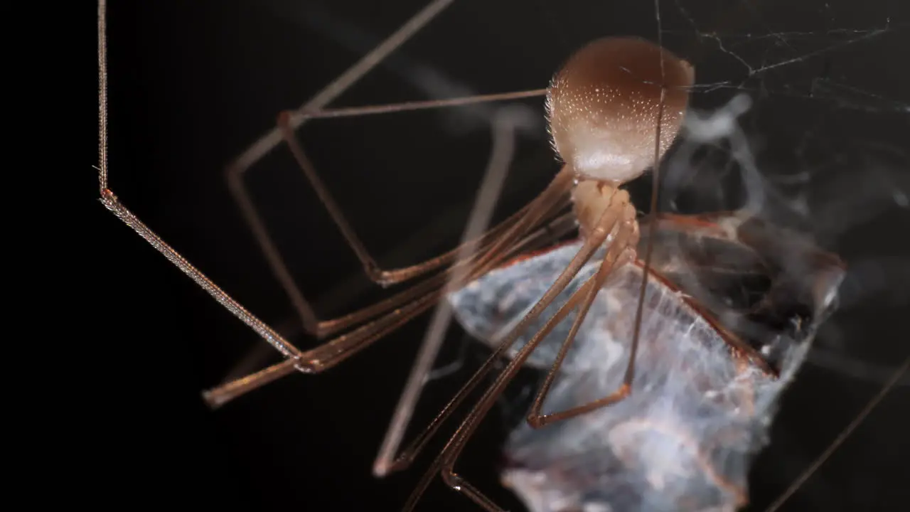 Spider Eating Prey In Cocoon Dark Background