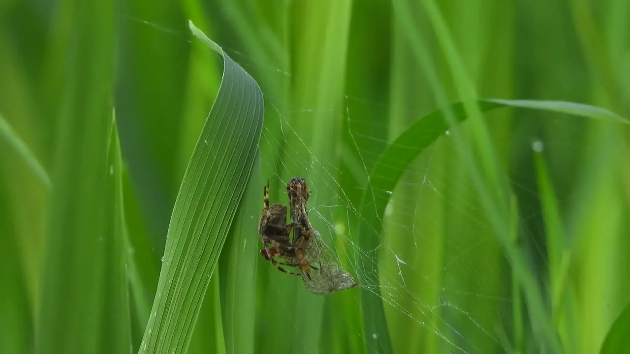 Spider pry Butterfly rice grass web