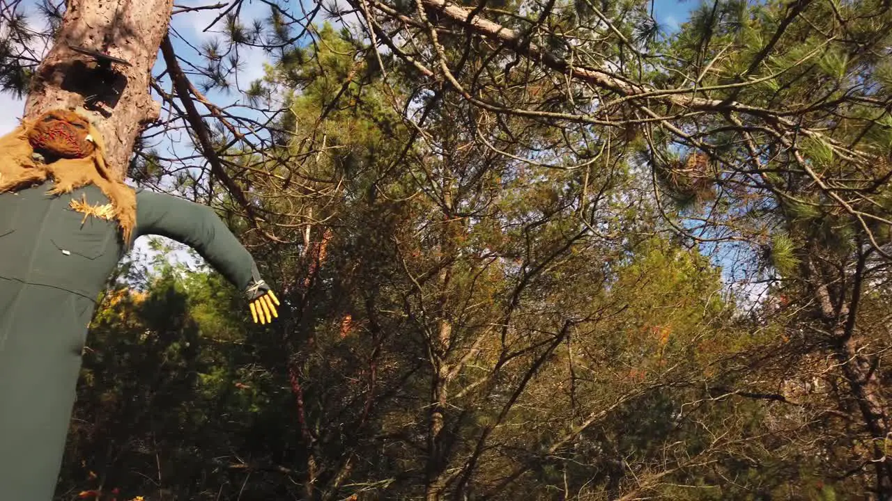 Slow treetop pan over to a Halloween Scarecrow pinned up on a tree in a forest