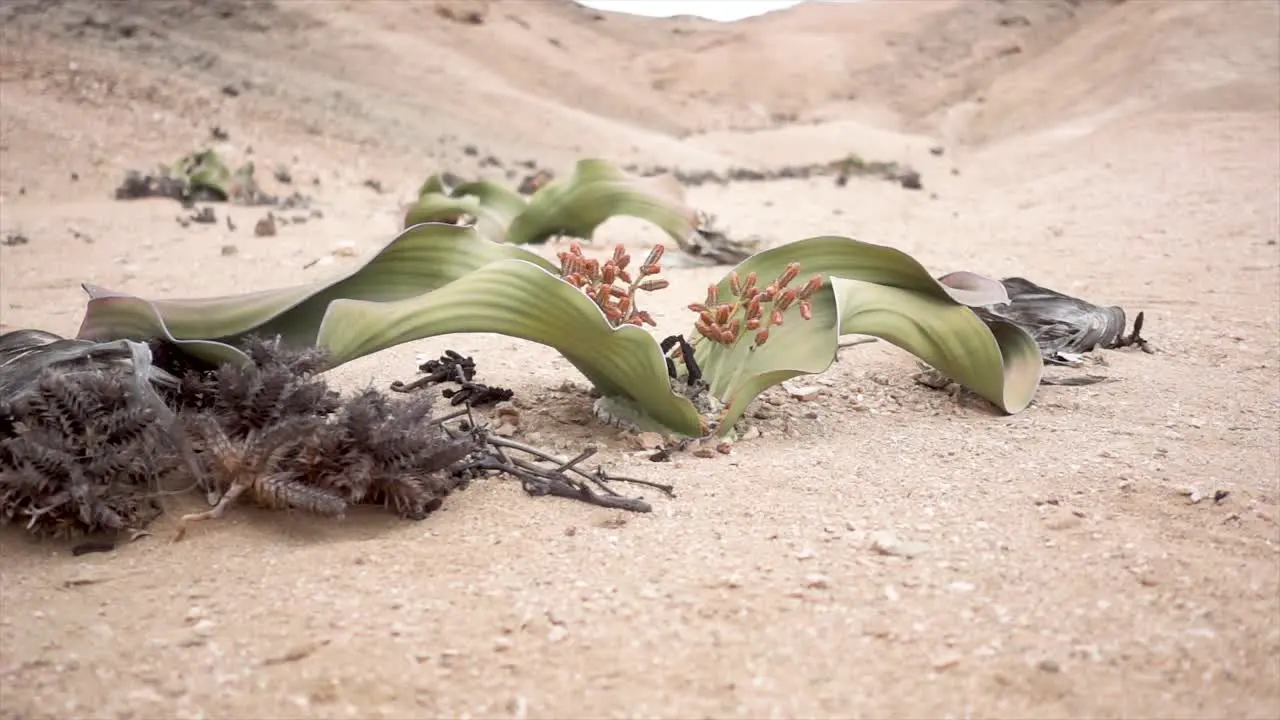 Slowmotion Medium of an old Welwitschia in Namibia Desert